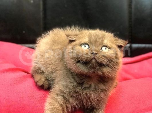 Renk Renk Scottish Fold Yavrularımız görsel