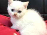 Renk Renk British Shorthair Yavrularımız