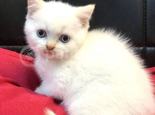Renk Renk British Shorthair Yavrularımız görsel
