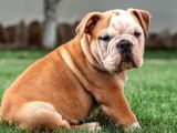 Süper Anatomi English Bulldog Yavrular