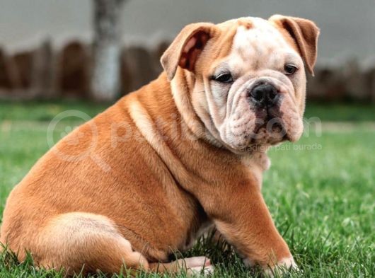 Süper Anatomi English Bulldog Yavrular görsel