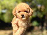 Sevimli Toy Poodle Yavrular