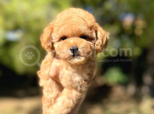 Sevimli Toy Poodle Yavrular görsel