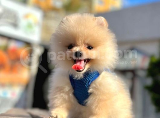 Orji̇nal Pomerani̇an Boo Yavrulari görsel