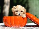 Teddy Maltipoo, Türkiye’de Tek