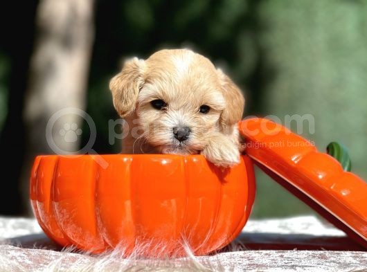 Teddy Maltipoo, Türkiye’de Tek görsel