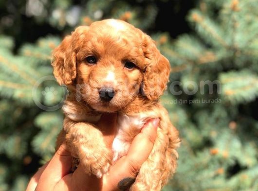 Poodle Görselinde Maltıpoo görsel