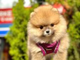 Pomerani̇an Boo Bebekleri̇mi̇z