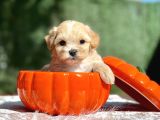 Teddy Maltipoo, Türkiye’de tek