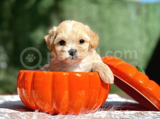 Teddy Maltipoo, Türkiye’de Tek