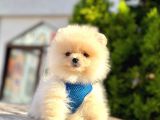 Orji̇nal Pomerani̇an Boo Yavrulari