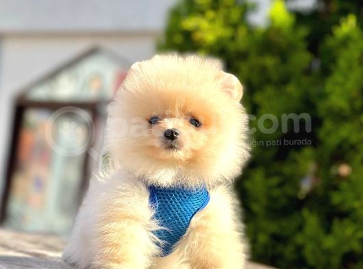 Orji̇nal Pomerani̇an Boo Yavrulari görsel