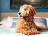 Mini Labradoodle Bebekler
