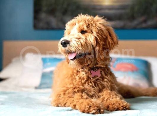 Mini Labradoodle Bebekler görsel