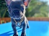 Blue Sevdiğimiz Dogrudur