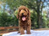 A Kali̇te Red Poodle Aşili Bebekler