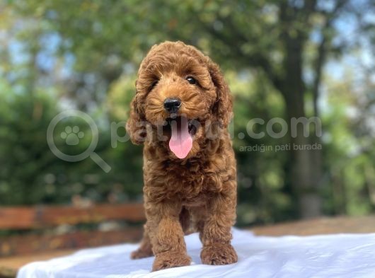 A Kali̇te Red Poodle Aşili Bebekler görsel