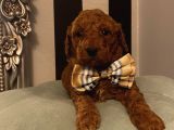 Ev Doğumlu Poodle Bebişler