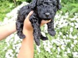 Özel Black Orji̇nal Toy Poodle Bebeği̇mi̇z