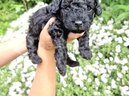 Özel Black Orji̇nal Toy Poodle Bebeği̇mi̇z