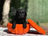 Irk Garantili Black Toy Poodle