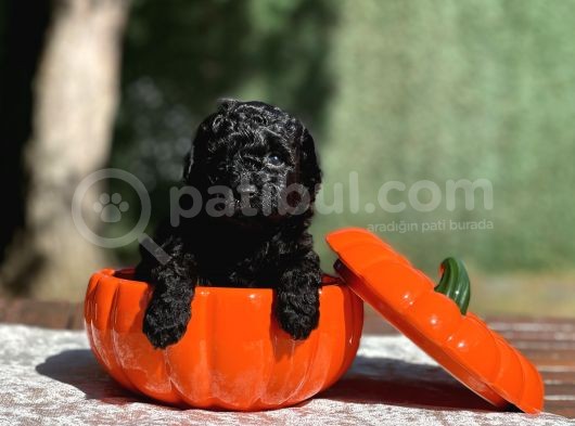 Irk Garantili Black Toy Poodle görsel