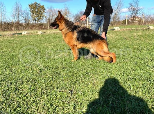 Istanbul K9 Yavrumuz 4 Aylik görsel