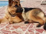 Istanbul K9 Yavrumuz 4 Aylik