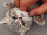 British Shorthair Yavrular