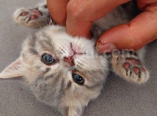 British Shorthair Yavrular görsel
