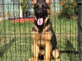 Istanbul K9 Yavrumuz 4 Aylik