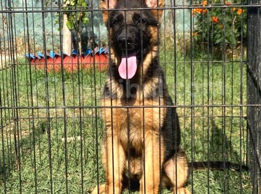 Istanbul K9 Yavrumuz 4 Aylik