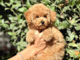 Secereli̇ Poodle Bebekler
