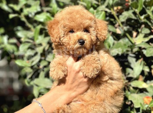 Secereli̇ Poodle Bebekler görsel