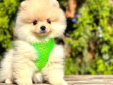 Ayıcık Surat Boo Pomeranian Yavrular