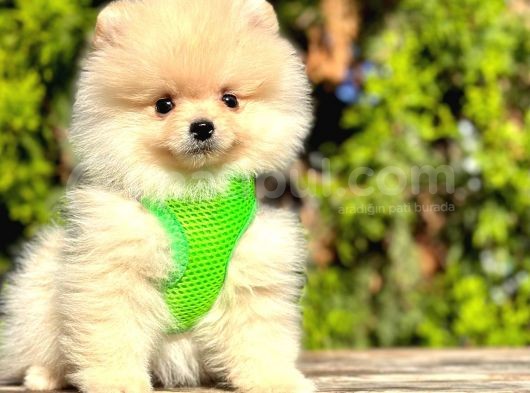 Ayıcık Surat Boo Pomeranian Yavrular