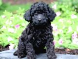 Si̇yah İnci̇ Toy Poodle Orji̇nal