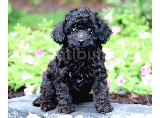 Si̇yah İnci̇ Toy Poodle Orji̇nal