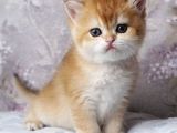 British Shorthair Golden Ny12-ny11 açiklamayi Okuyun