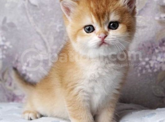 British Shorthair Golden Ny12-Ny11 Açiklamayi Okuyun