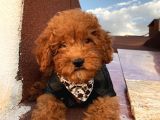 Sağlık Ve Ömür Boyu Irk Garantili ToyPoodle Bebişler