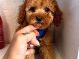 Red -Apricot Toy Poodle Yavrular