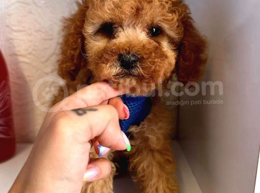 Red -Apricot Toy Poodle Yavrular görsel