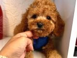 Red -Apricot Toy Poodle Yavrular