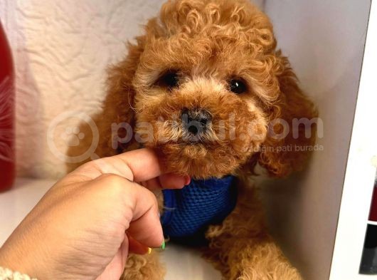 Red -Apricot Toy Poodle Yavrular