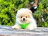 Ayıcık Surat Boo Pomeranian Yavrular