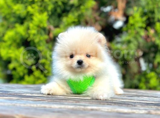 Ayıcık Surat Boo Pomeranian Yavrular görsel