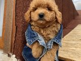 Aşılı Pasaportlu ToyPoodle Bebeklerimiz