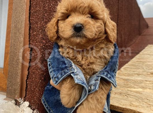 Aşılı Pasaportlu Toypoodle Bebeklerimiz