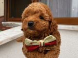 Sağlık Ve Ömür Boyu Irk Garantili Poodle Yavrularımız
